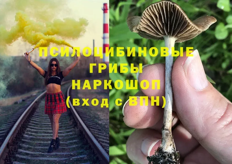 Псилоцибиновые грибы Psilocybine cubensis  Нестеровская 